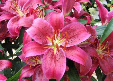 A48 - Peinture Diamant - Lys Roses Éclatants 30x40 - Art & Trésorts