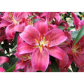 Kit diamond painting lys roses éclatants 30 par 40cm. Diamants ronds